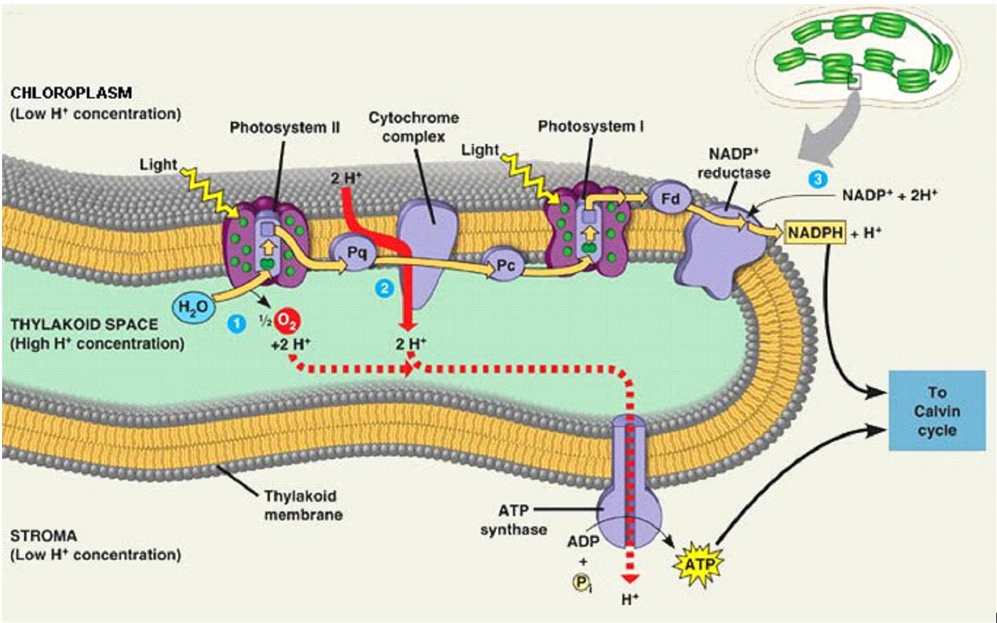 Light-Dependent Stage Diagram.png